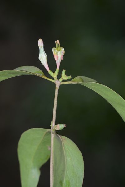 Macrosolen capitellatus, photographed by S.MORE