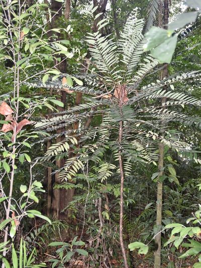 Eurycoma longifolia, photographed by Nasser Halaweh