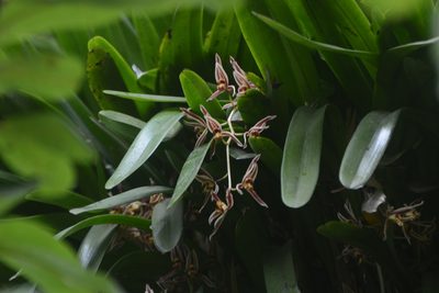 Cymbidium bicolor, photographed by S.MORE