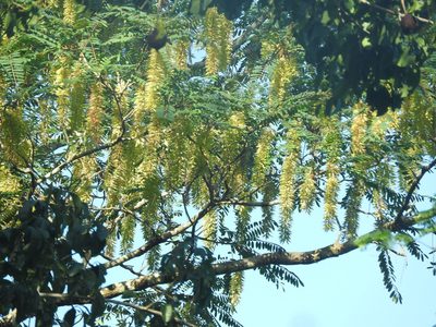 Alvaradoa amorphoides, photographed by Juan Cruzado Cortés