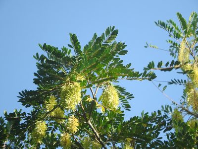 Alvaradoa amorphoides, photographed by Juan Cruzado Cortés