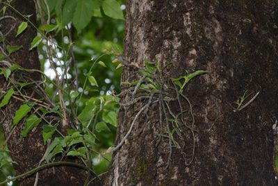 Dendrobium macrostachyum