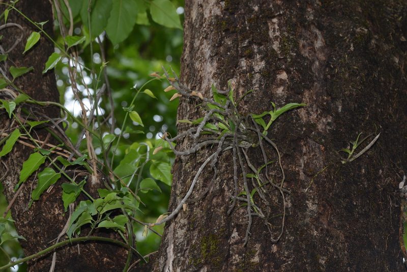 Dendrobium macrostachyum, photographed by S.MORE