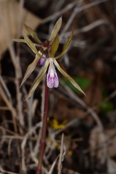 Nervilia plicata, photographed by S.MORE