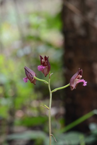Eulophia nuda, photographed by S.MORE