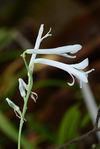 Dipcadi concanense, photographed by S.MORE