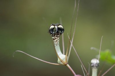 Ceropegia fantastica, photographed by S.MORE