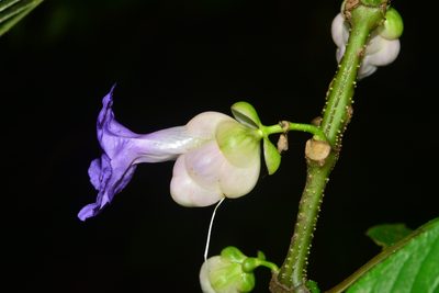 Strobilanthes heyneana, photographed by S.MORE