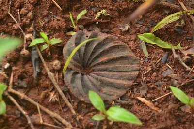 Nervilia plicata, photographed by S.MORE