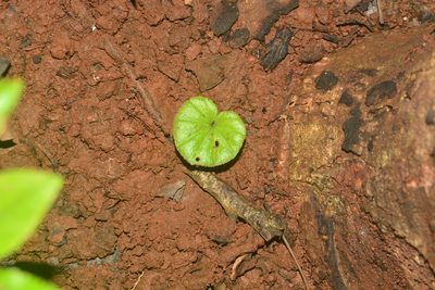 Nervilia simplex, photographed by S.MORE