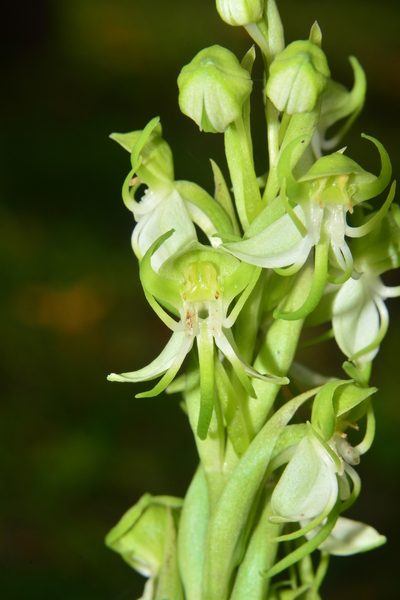 Habenaria gibsonii, photographed by S.MORE