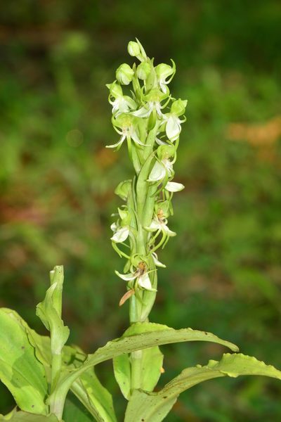 Habenaria gibsonii, photographed by S.MORE