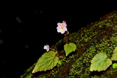 Begonia crenata, photographed by S.MORE