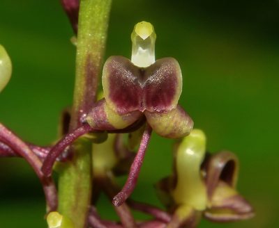Liparis odorata, photographed by S.MORE