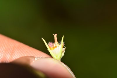 Ceropegia attenuata, photographed by S.MORE