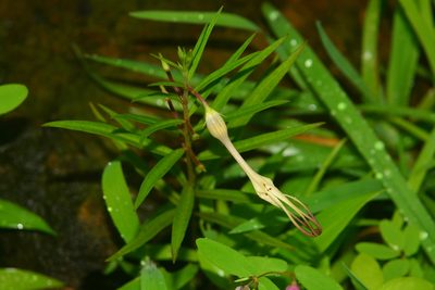 Ceropegia anantii, photographed by S.MORE