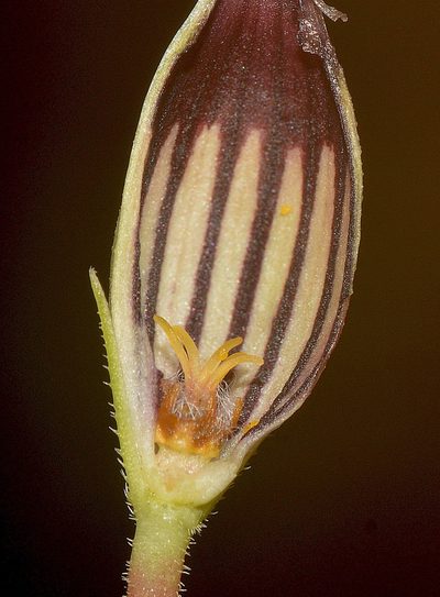 Ceropegia anantii, photographed by S.MORE