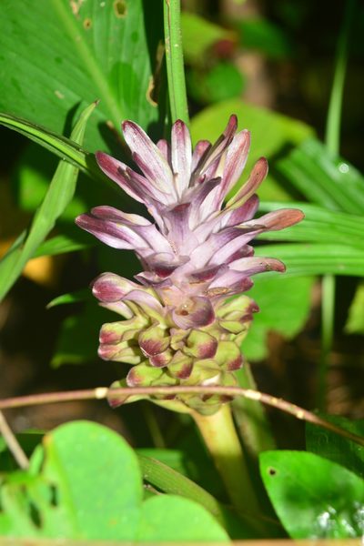 Curcuma decipiens, photographed by S.MORE