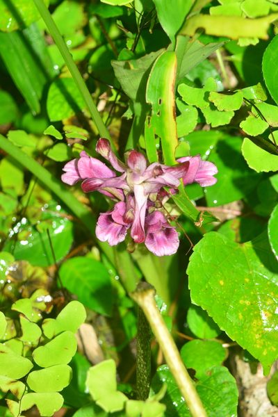 Curcuma decipiens, photographed by S.MORE