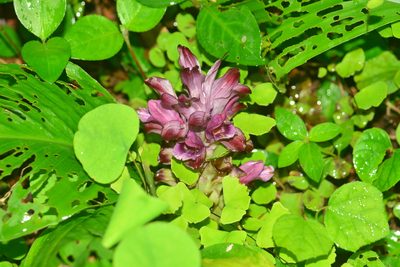 Curcuma decipiens, photographed by S.MORE