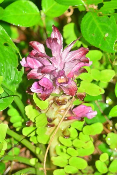 Curcuma decipiens, photographed by S.MORE