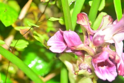 Curcuma decipiens, photographed by S.MORE