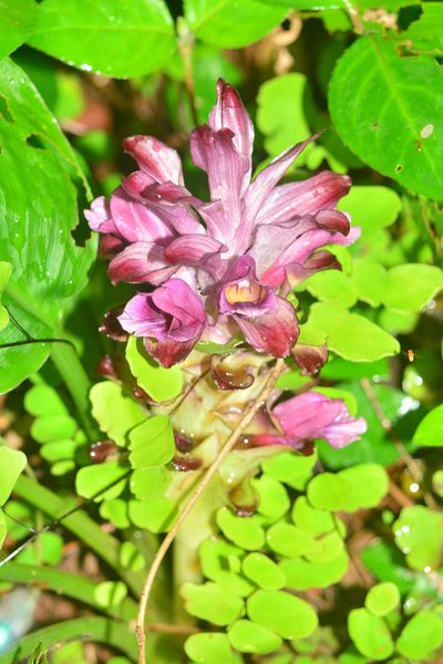 Curcuma decipiens, photographed by S.MORE