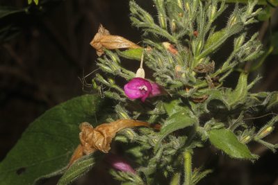 Ruellia inundata, photographed by Juan Cruzado Cortés