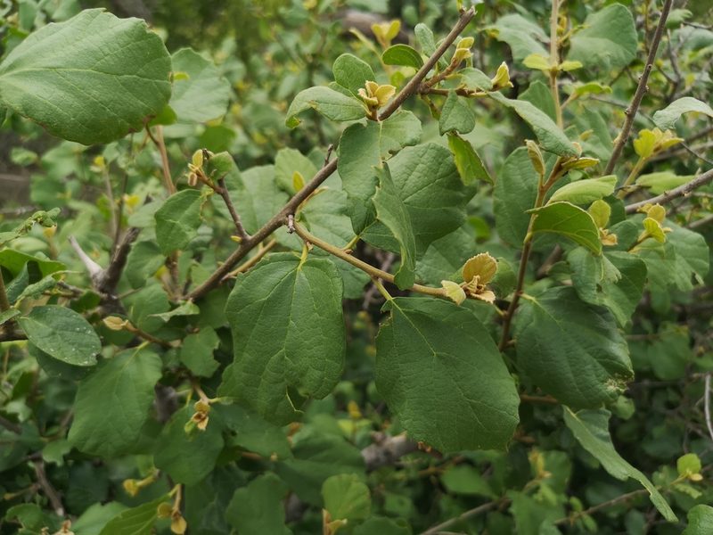 Cordia monoica, photographed by Jens-Christian Svenning