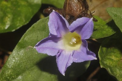 Ipomoea meyeri, photographed by Juan Cruzado Cortés