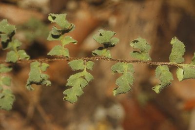 Myriopteris microphylla, photographed by Juan Cruzado Cortés
