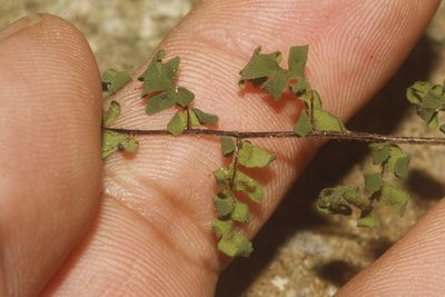 Myriopteris microphylla, photographed by Juan Cruzado Cortés