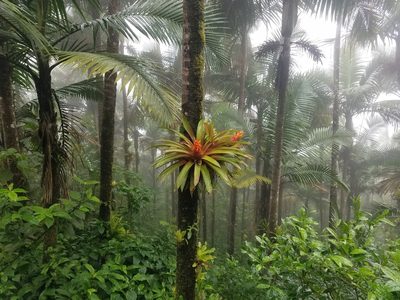 Guzmania berteroniana, photographed by Quinn Campbell