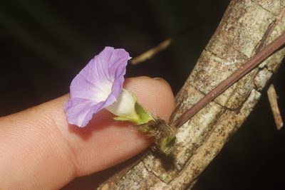 Ipomoea meyeri, photographed by Juan Cruzado Cortés