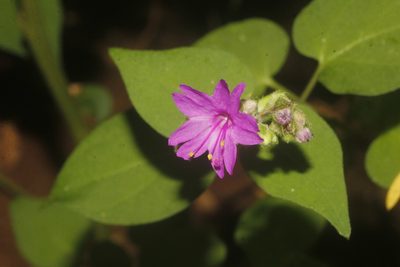 Mirabilis violacea, photographed by Juan Cruzado Cortés