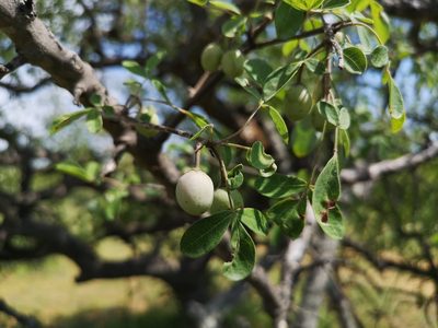 Commiphora mollis, photographed by Jens-Christian Svenning