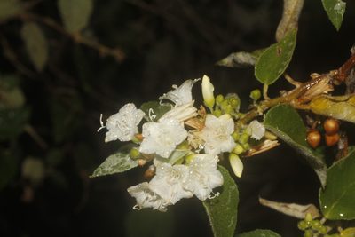 Jacquemontia nodiflora, photographed by Juan Cruzado Cortés
