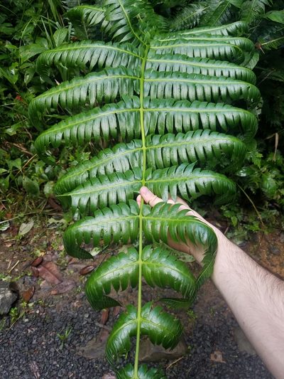 Cyathea horrida, photographed by Quinn Campbell