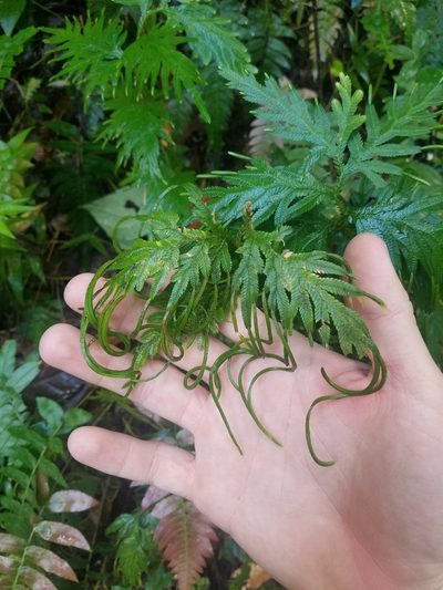 Selaginella plana, photographed by Quinn Campbell