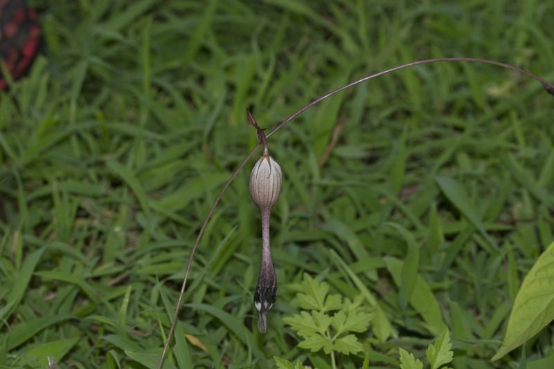 Ceropegia oculata, photographed by S.MORE