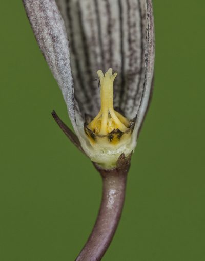 Ceropegia oculata, photographed by S.MORE