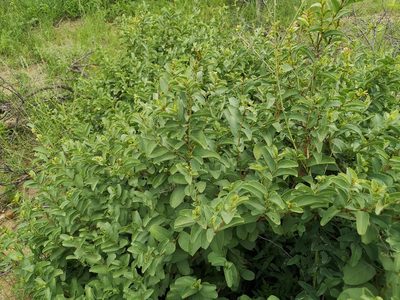 Cissus cornifolia, photographed by Jens-Christian Svenning