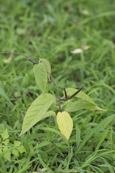 Ceropegia oculata, photographed by S.MORE