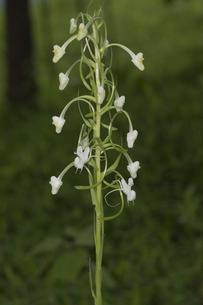 Habenaria commelinifolia, photographed by S.MORE