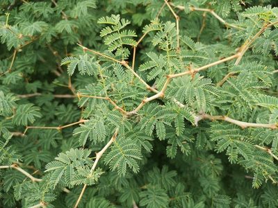 Senegalia erubescens, photographed by Jens-Christian Svenning