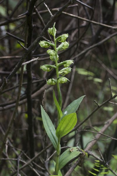Habenaria digitata, photographed by S.MORE