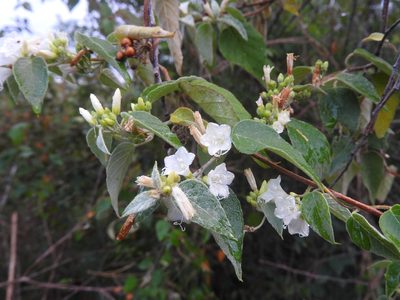 Jacquemontia nodiflora, photographed by Juan Cruzado Cortés