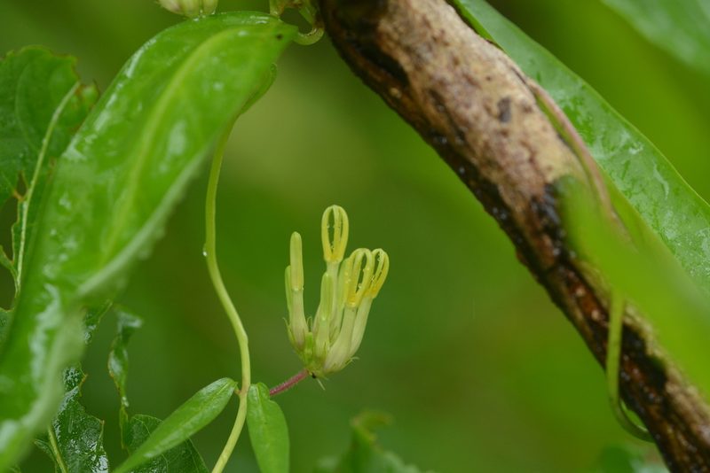 Ceropegia odorata, photographed by S.MORE