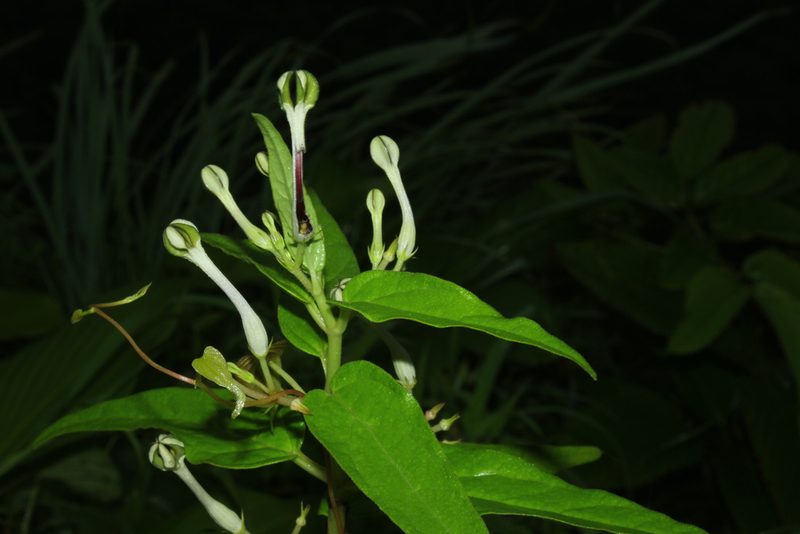 Ceropegia lawii, photographed by S.MORE