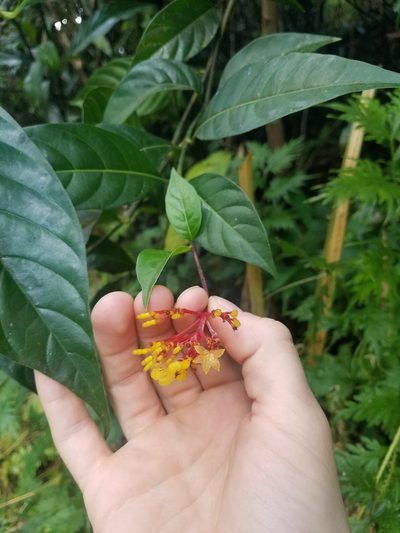 Palicourea croceoides, photographed by Quinn Campbell